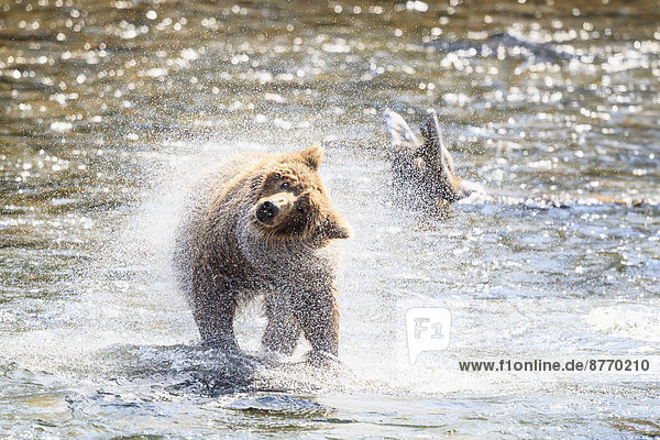 USA  Alaska  Katmai Nationalpark  Braunbär (Ursus arctos) an den Brooks Falls und Schüttelkörper