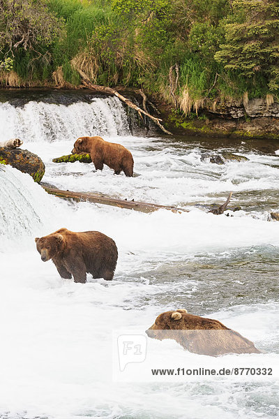 USA  Alaska  Katmai Nationalpark  Braunbären (Ursus arctos) bei Brooks Falls  Futtersuche