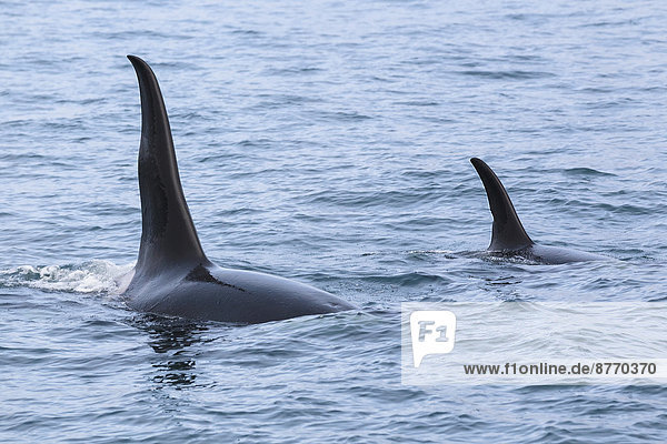 USA  Alaska  Seward  Resurrection Bay  Rückenflossen von zwei Schwertwalen (Orcinus orca)