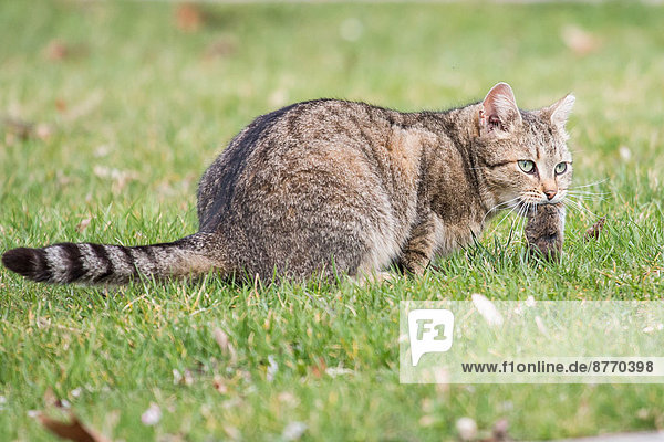 Domestic cat (Felis silvestris catus) with mouse prey  Germany