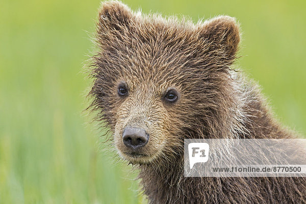 USA  Alaska  Lake Clark National Park and Preserve  Braunbärenjunges (Ursus arctos)  Portrait
