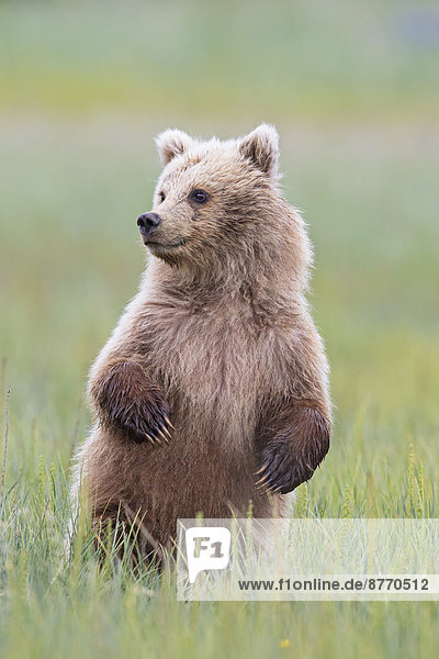 USA  Alaska  Lake Clark Nationalpark und Preserve  Braunbärenjunges (Ursus arctos) auf der Wiese stehend