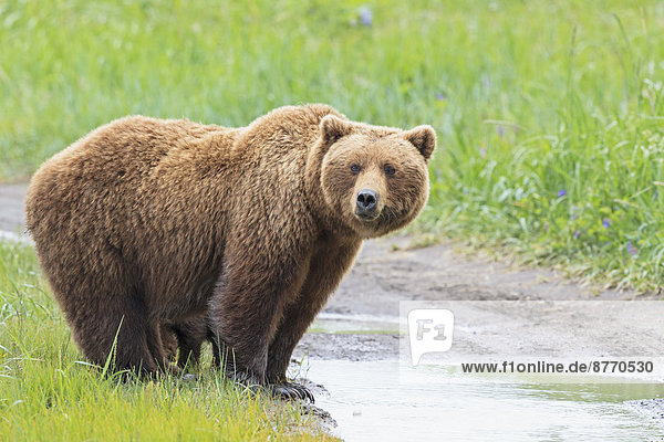 USA  Alaska  Lake Clark Nationalpark und Naturschutzgebiet  Braunbär (Ursus arctos)