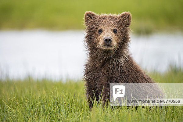USA  Alaska  Lake Clark Nationalpark und Preserve  Braunbärenjunges (Ursus arctos) auf der Wiese sitzend