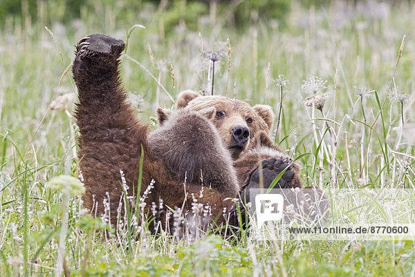 USA  Alaska  Lake Clark National Park and Preserve  Braunbär und Bärenkinder (Ursus arctos)  laktierend