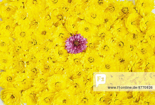 Rosa Chrysanthemenblüte zwischen vielen gelben Blütenköpfen