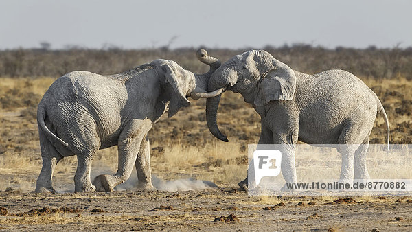 Afrikanische Elefanten (Loxodonta africana)  zwei Bullen kämpfen  Etosha-Nationalpark  Namibia