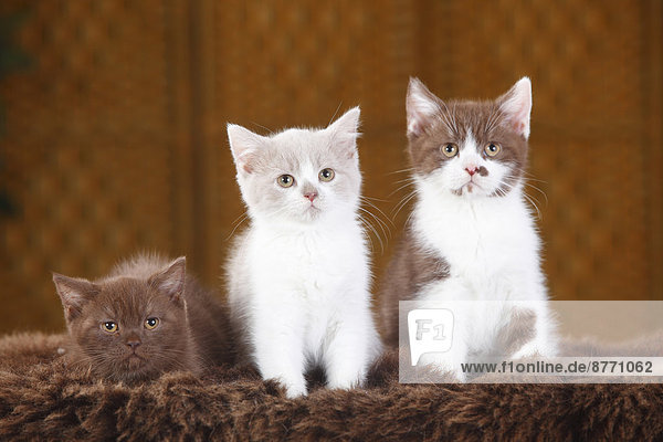 Drei Britisch Kurzhaarkatzen  Kätzchen  sitzend auf Kunstfell