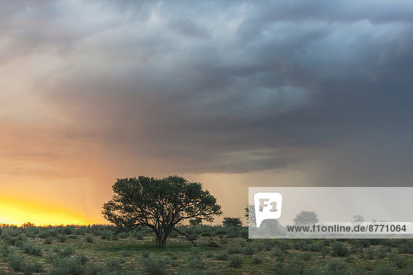 Wolken eines Unwetters über den Dünen im Auob-Tal  Mata Mata  Kgalagadi-Transfrontier-Nationalpark  Südafrika