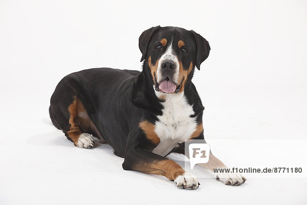Greater Swiss Mountain Dog  male