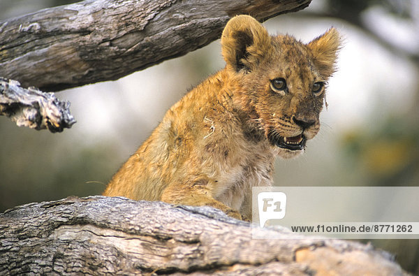 Young lion (Panthera leo) on a branch Kgalagadi Transfrontier Park Northern Cape South Africa