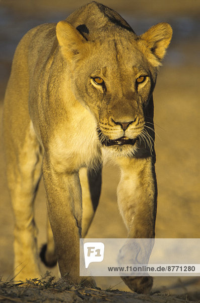 Lioness (Panthera leo) Kgalagadi Transfrontier Park Northern Cape South Africa