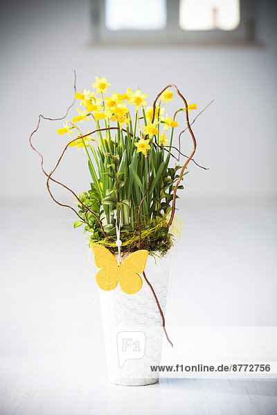 Daffodil (Narcissus pseudonarcissus) in a vase