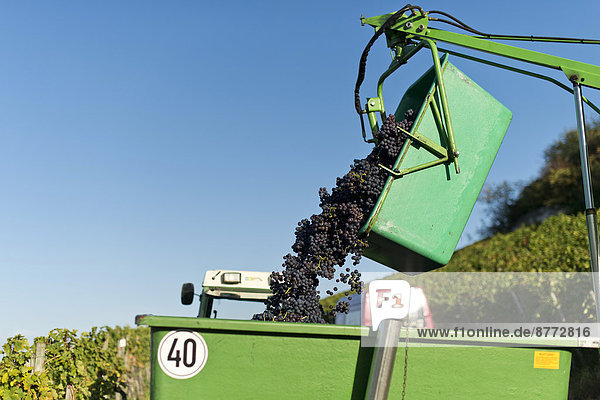 Geerntete Weintrauben werden auf Traktor-Anhänger gesammelt  Weinberg  Stuttgart  Baden-Württemberg  Deutschland