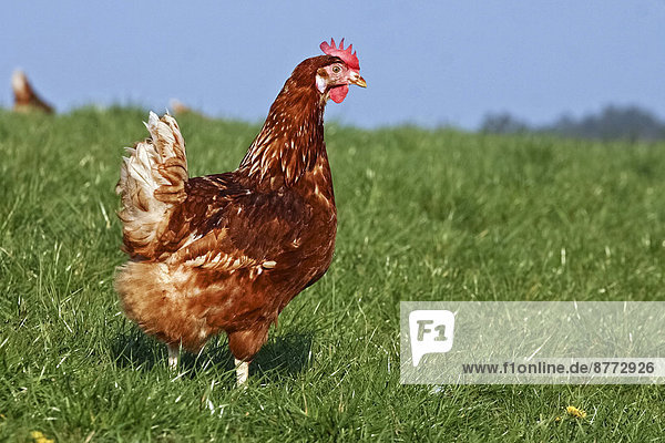 Domestic chicken  brown laying hen  Lohmann Brown-Classic