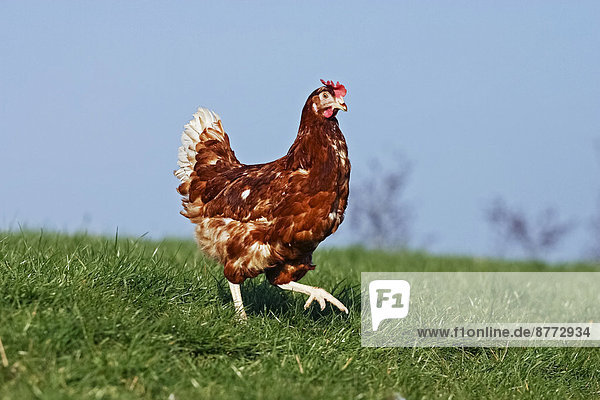 Domestic chicken  brown laying hen  Lohmann Brown Classic