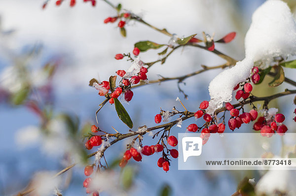 Schneebedeckte Pflanze mit roten Beeren  Nahaufnahme