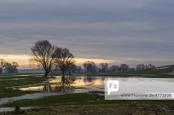 Deutschland  Sachsen  Hochwasserlandschaft im Winter