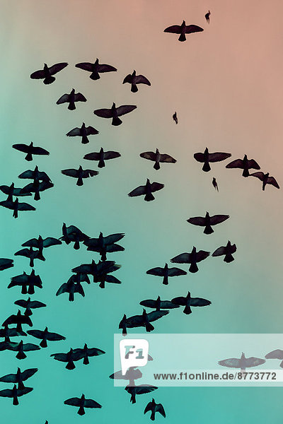 Taubenschwarm (Columbidae) fliegt vor den Himmel
