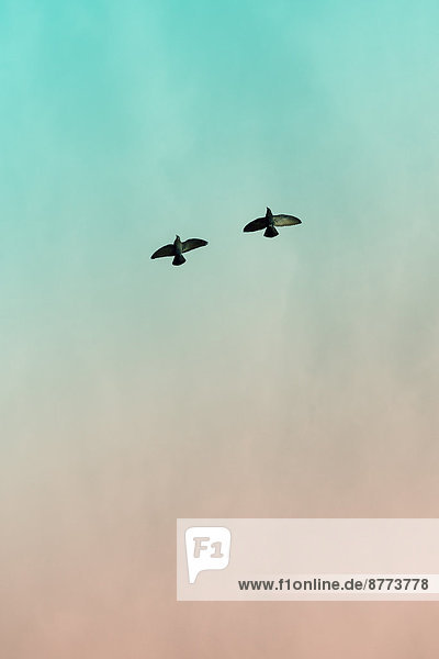 Zwei Tauben (Columbidae) fliegen vor dem Himmel  Blick von unten