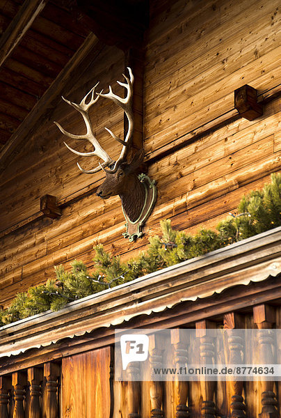 Austria  Tyrol  Alpbach  Wooden house with deer head