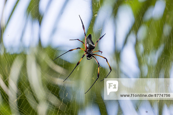 Seychelles  Ste. Anne Island  silk spider (Nephila inaurata)
