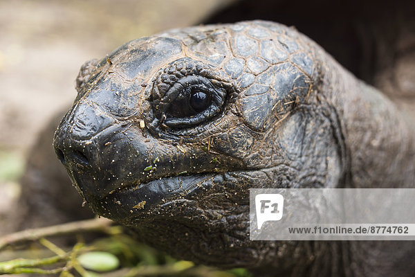 Seychellen  Praslin  Seychellen Riesenschildkröte (Dipsochelys hololissa)  Kopf
