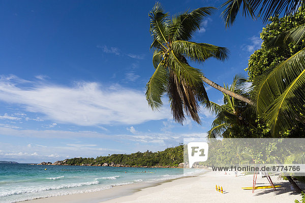 Seychelles  Praslin  palm (Cocos nucifera) at beach Anse Lazio