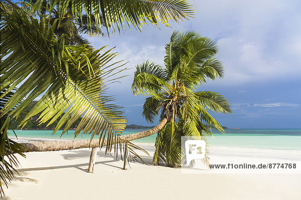 Seychelles  Praslin  Cote d'Or  coco palm (Cocos nucifera) at beach of Anse Volbert