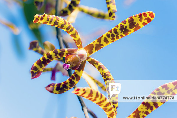 Seychelles  Mahe  Arachnis flos-aeris  close-up