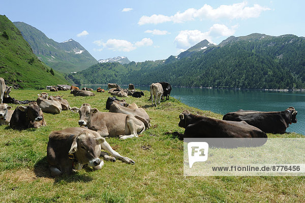 Switzerland  Ticino  Ritom  Piora  lake  cows  lie