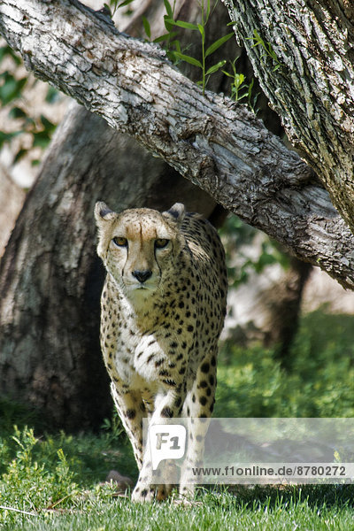 cheetah  acinonyx jubatus  animal  USA  United States  America