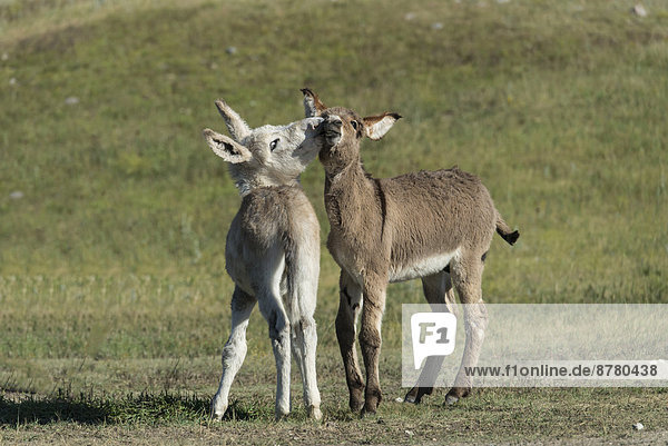 Wild burro  Custer  State Park  South Dakota  USA  United States  America  donkeys  animals  two