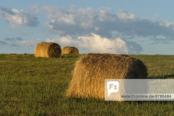 round  hay bales  Wyoming  USA  United States  America  agriculture