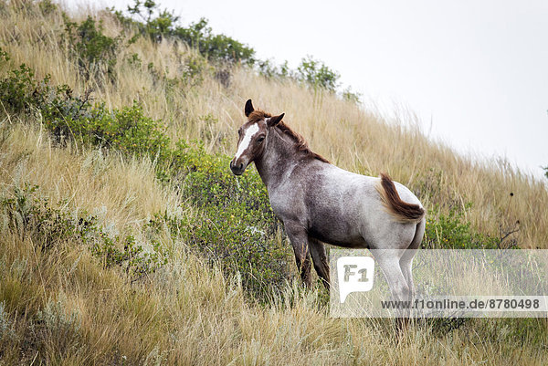 wild horse  Theodore  Roosevelt  National Park  North Dakota  USA  United States  America  horse  animal