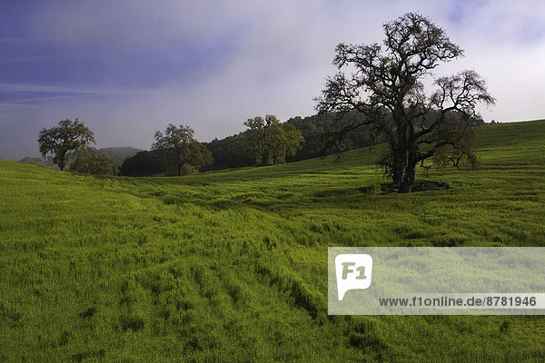 Fog  shadow  and light on the grasslands and oaks near Paso Robles  California. USA