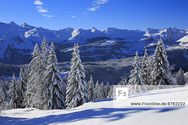Alps  Alpine panorama  view  mountain  mountains  trees  spruce  spruces  mountains  summits  peaks  cold  Mythen area  panorama  snow  Switzerland  Europe  Swiss Alps  Schwyz  Schwyz Alps  fir  firs  fir wood  wood  forest  winter  central Switzerland  alpine  blue  sky  cold  Swiss  snow-covered  snowy