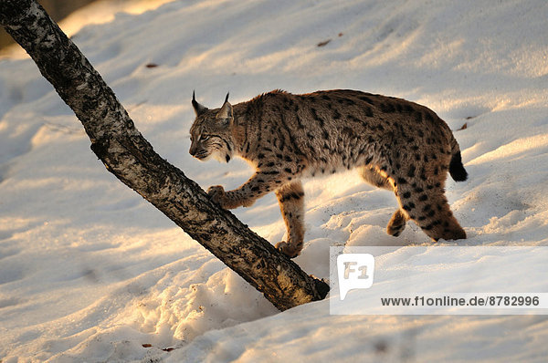 Wildkatze  Felis silvestris  Europa  Tier  Katze  Luchs  lynx lynx  Deutschland  Raubtier