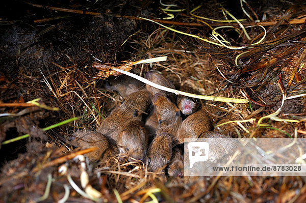 Hausmaus Mus musculus Europa Lebensmittel fressen klein Tier Maus Nagetier jung Deutschland