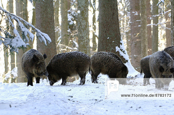 Wild boar  Sus scrofa scrofa  sow  sows  wild boars  cloven-hoofed animal  pigs  pig  vertebrates  mammals  wild boars  snow  animal  animals  Germany  Europe