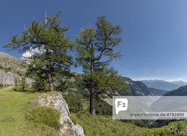 Europa  Berg  Sommer  Baum  Landschaft  Hügel  Feld  Wiese  Schweiz