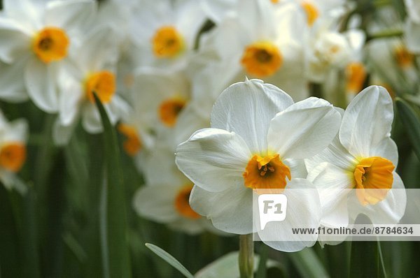 Italy  Toscana  Fivizzano  Villa Pescigola  cultivated daffodils (Narcissus poeticus) close up                                                                                                          