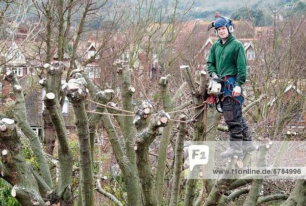 Portrait of tree surgeon up a tree holding chainsaw