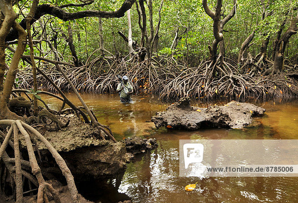 Africa  Mozambique  Quirimbas national Park  biologist in  mangrove forest                                                                                                                              