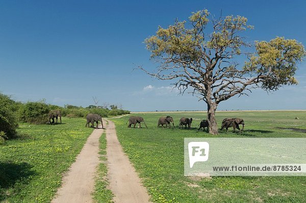 Afrikanische Elefanten (Loxodonta africana)  die in einer Reihe laufen.
