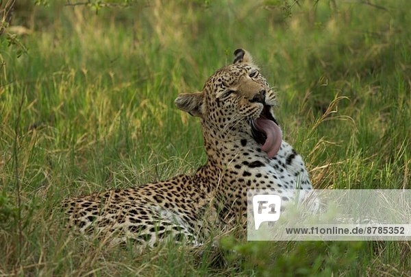 Entspannender Leopard (Panthera pardus)