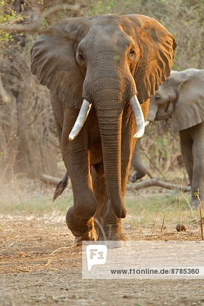 Afrikanischer Elefant - Loxodonta africana - Stier bei Tagesanbruch