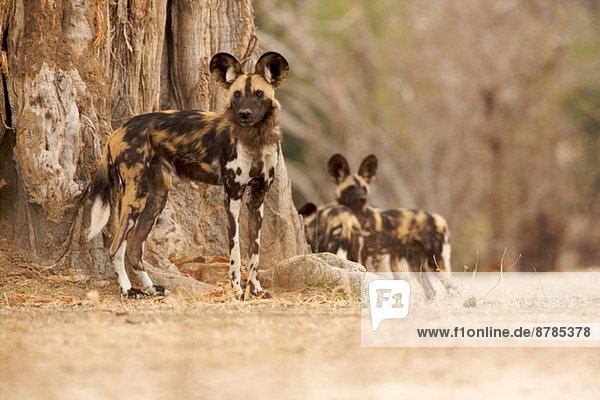 Wildhund - Lycaon pictus