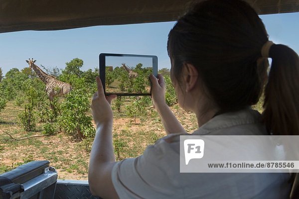 Frau fotografiert Giraffe mit digitalem Tablett vom Safari-Truck  Kasane  Chobe Nationalpark  Botswana  Afrika
