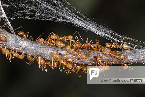Africa  Mozambique  weaver ant (oecophylla longinoda)                                                                                                                                                   